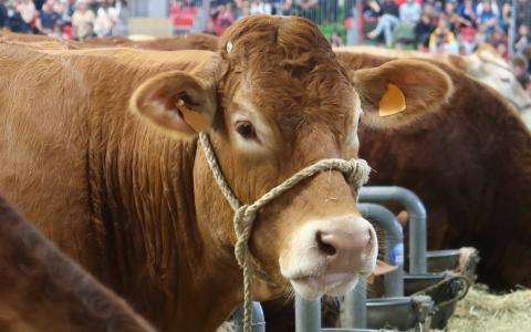 Vivez l'Authenticité du Salon de l'Agriculture à Paris